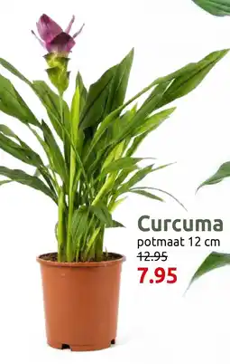 Deka Tuin Curcuma aanbieding