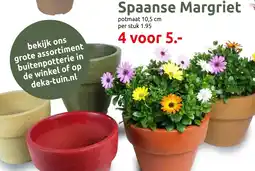 Deka Tuin Spaanse Margriet aanbieding