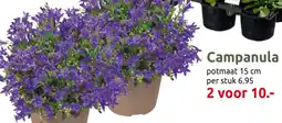 Deka Tuin Campanula aanbieding