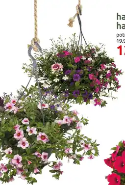 Deka Tuin Hangplanten hanging basket mix aanbieding