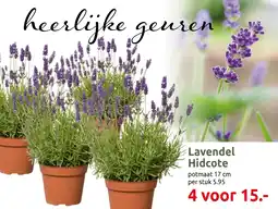 Deka Tuin Lavendel Hidcote aanbieding