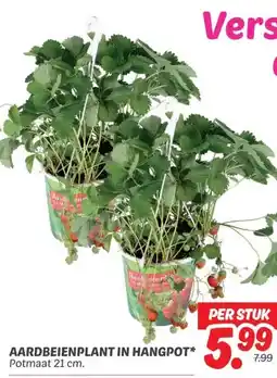 Dekamarkt AARDBEIENPLANT IN HANGPOT aanbieding