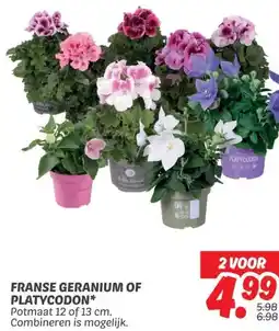 Dekamarkt FRANSE GERANIUM OF PLATYCODON aanbieding