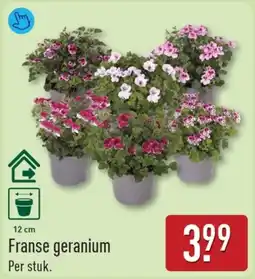 ALDI Franse geranium aanbieding