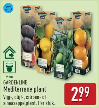 Gardenline Mediterrane plant