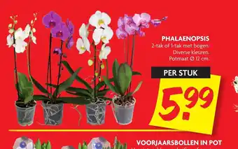 Dekamarkt Phalaenopsis 2-tak of 1-tak met bogen 12 cm per stuk aanbieding