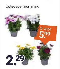 Inter Chalet Osteospermum mix aanbieding