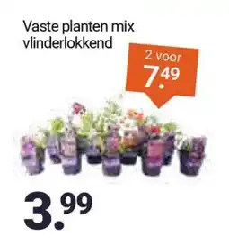 Inter Chalet Vaste planten mix vlinderlokkend aanbieding