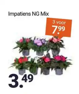 Inter Chalet Impatiens NG Mix aanbieding