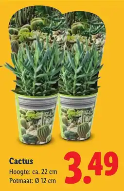 Lidl Cactus aanbieding