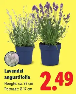 Lidl Lavendel angustifolia aanbieding