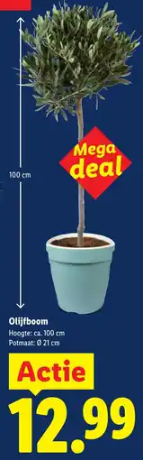 Lidl Olijfboom aanbieding