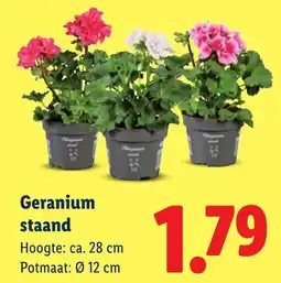 Lidl Geranium staand aanbieding