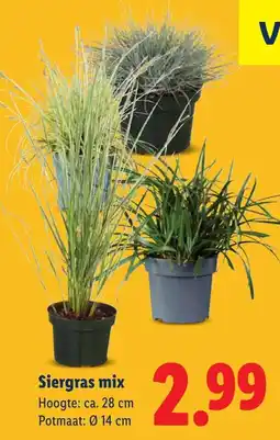 Lidl Siergras mix aanbieding