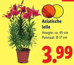Lidl Aziatische lelie aanbieding