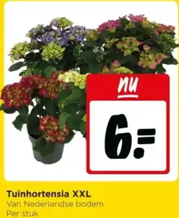 Jumbo Tuinhortensia XXL aanbieding