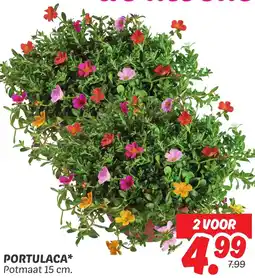 Dekamarkt Portulaca aanbieding