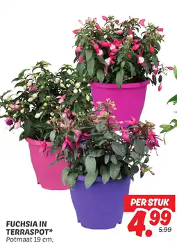 Dekamarkt Fuchsia in terraspot aanbieding