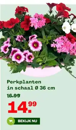 Welkoop Perkplanten in schaal Ø 36 cm aanbieding