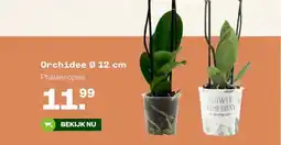 Welkoop Orchidee Ø 12 cm aanbieding