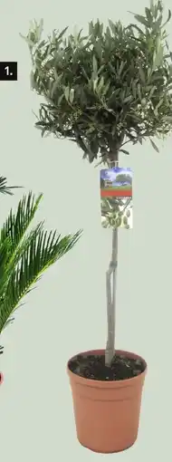 Karwei Olijf op stam aanbieding