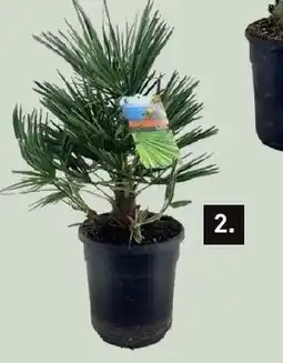 Karwei Palmen mix aanbieding