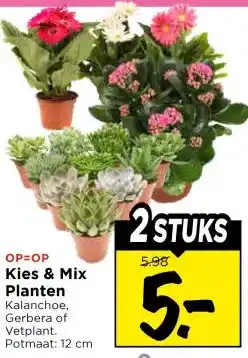 Vomar Voordeelmarkt Kies & Mix Planten aanbieding