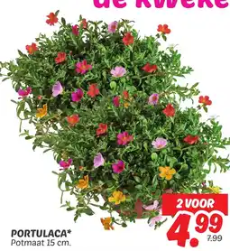 Dekamarkt Portulaca aanbieding