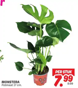 Dekamarkt Monstera aanbieding
