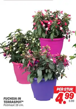 Dekamarkt Fuchsia in terraspot aanbieding