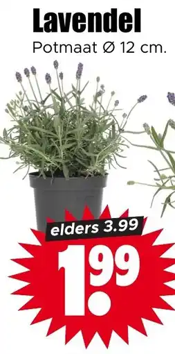 Dirk Lavendel aanbieding