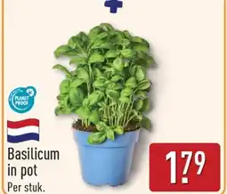 ALDI Basilicum in pot aanbieding