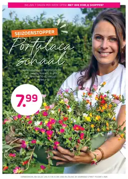 Coppelmans Portulaca schaal aanbieding