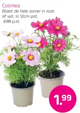 Coppelmans Cosmea aanbieding