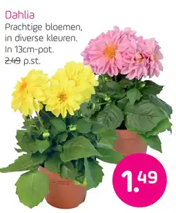 Coppelmans Dahlia aanbieding