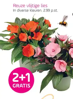 Coppelmans Reuze vlijtige lies aanbieding