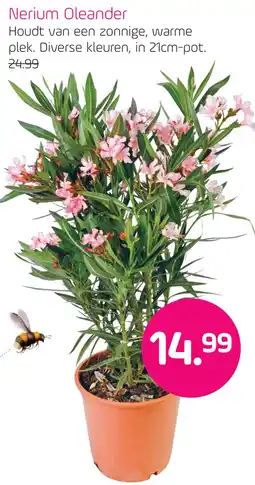 Coppelmans Nerium Oleander aanbieding