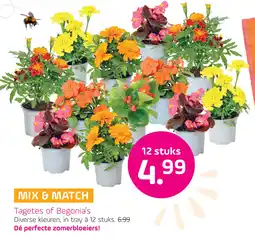 Coppelmans Tagetes of Begonia's aanbieding