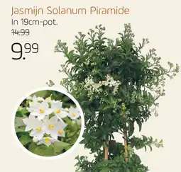 Coppelmans Jasmijn Solanum Piramide aanbieding