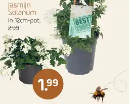 Coppelmans Jasmijn Solanum aanbieding
