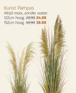 Coppelmans Kunst Pampas aanbieding