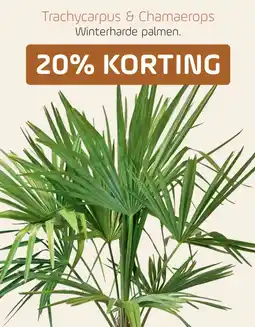 Coppelmans Trachycarpus & Chamaerops aanbieding