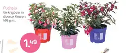 Coppelmans Fuchsia aanbieding