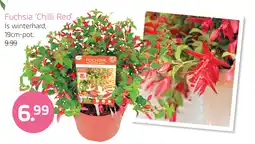 Coppelmans Fuchsia ‘Chilli Red’ aanbieding