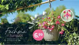 Coppelmans Fuchsia in hangpot aanbieding