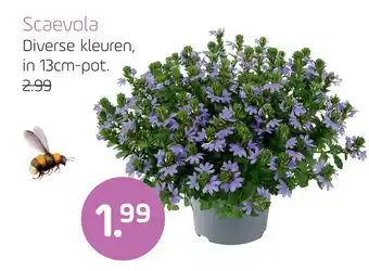 Coppelmans Scaevola aanbieding