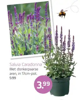 Coppelmans Salvia Caradonna aanbieding