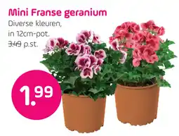 Coppelmans Mini Franse geranium aanbieding
