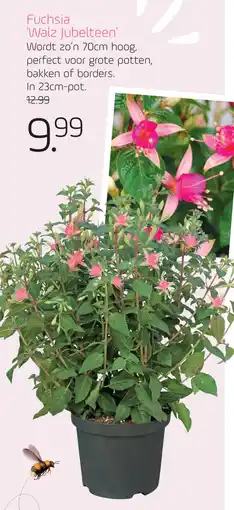 Coppelmans Fuchsia Walz Jubelteen aanbieding