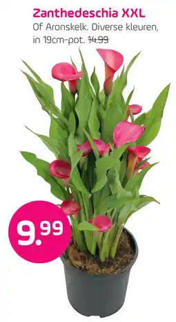 Coppelmans Zanthedeschia XXL aanbieding